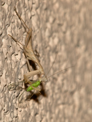 Praying Mantis26 cropped.jpg