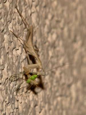 Praying Mantis27 cropped.jpg