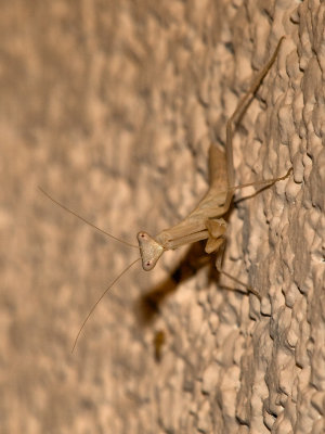 Praying Mantis30 cropped.jpg