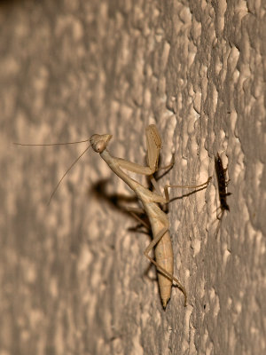 Praying Mantis33 cropped.jpg