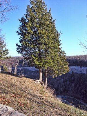 Another Tree Clinging On