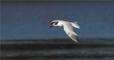 Caspian Tern (Sterna caspia)