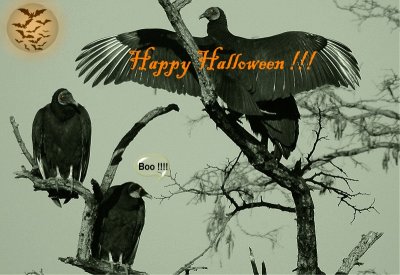 Happy Halloween !!!
