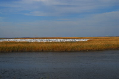 Snow Geese