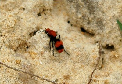 Velvet Ant (Dasymutilla occidentalis).JPG