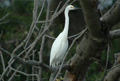 Snowy Egret  (Egretta thula)