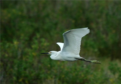 Snowy Egret