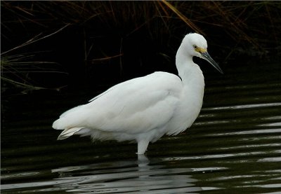 Snowy Egret