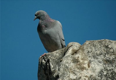 Rock Pigeon Dove (Columba livia)