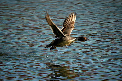 Northern Pintail