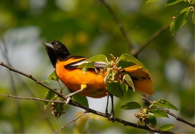 Baltimore Oriole