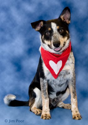 Boomer-2008-06-07.jpg