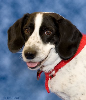 Roscoe-2008-06-07-2.jpg
