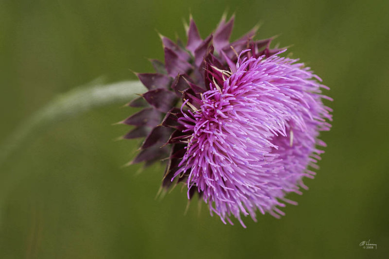 Musk Thistle Blossom