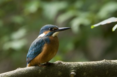 Kingfisher (Alcedo atthis)
