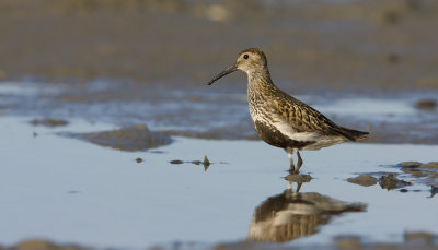 Dunlin (Calidris alpina)