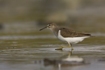 Common sandpiper (Actitis hypoleucos)