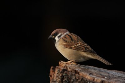 Tree sparrow (Passer montanus)