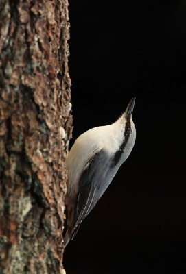 Nuthatch ( Sitta europaea)