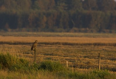 Common Buzzard (Buteo buteo)