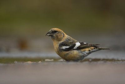Two barred crossbill (Loxia leucoptera)