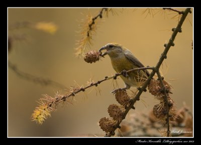 Crossbill (Loxia curvirostra)