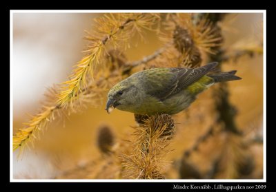 Crossbill (Loxia curvirostra)