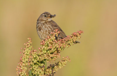 Rock pipit (Anthus petrosus)