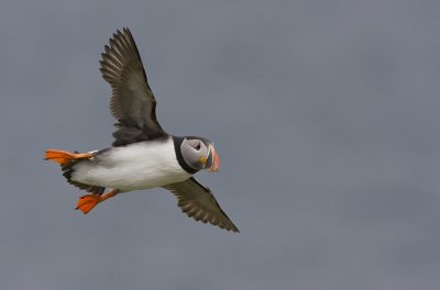 Puffin (Fratecula arctica)