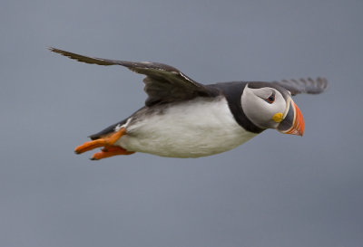 Puffin (Fratecula arctica)