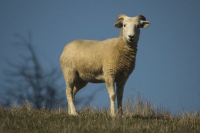 Wiltshire sheep