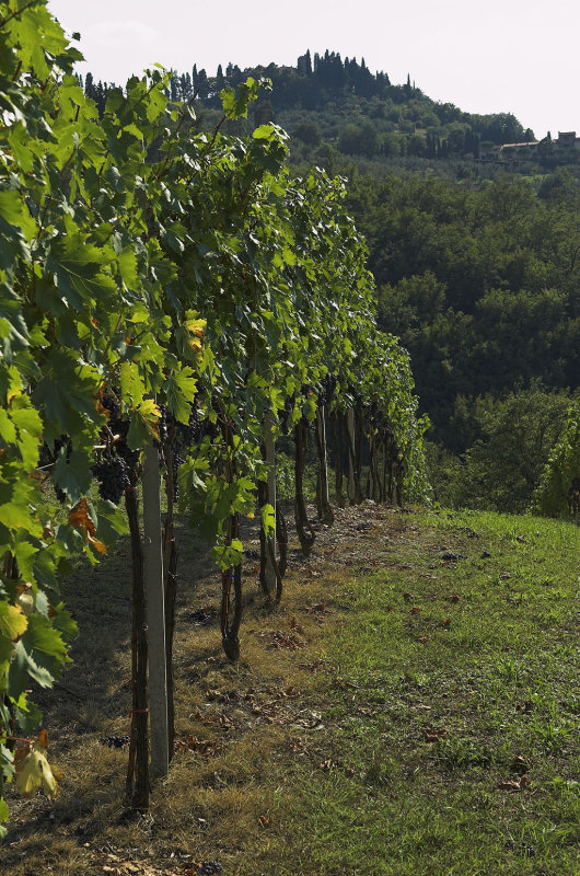 Sangiovese Grapes -  the heart of Chanti