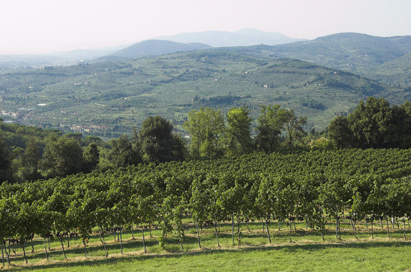 Chianti Vineyards