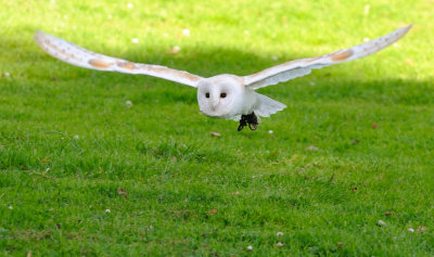 Barn Owl gliding.jpg