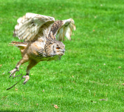 Eagle Owl.jpg