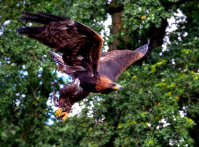 Golden Eagle.jpg
