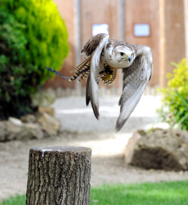 Saker Falcon 2.jpg