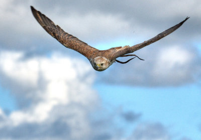 Saker Falcon 3.jpg