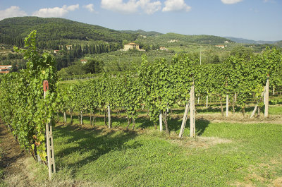 Vineyards to the North of Bagno a Ripoli