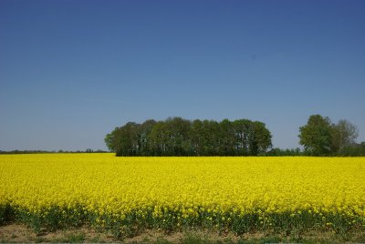 koolzaad Groothuizenweg 