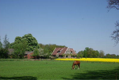 koolzaad aan de Groothuizenweg