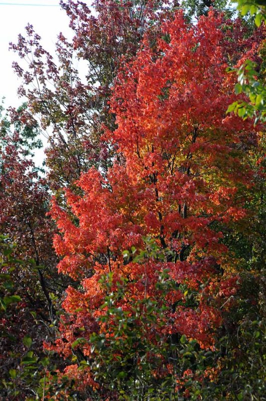 Autumn's Trees 04