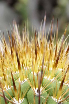 Succulents, Cactus & Other Spiny Plants