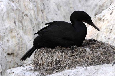 Nesting Brandt's Cormorant
