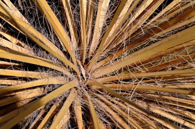 Yucca