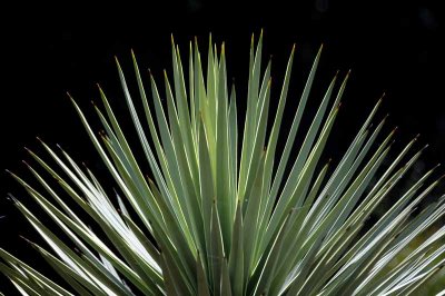 Succulents, Cactus & Other Spiny Plants