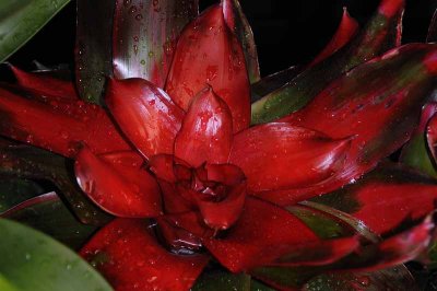 Rain Forest Exotics