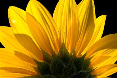 Summer Sunflowers