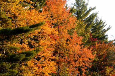 Autumn's Trees