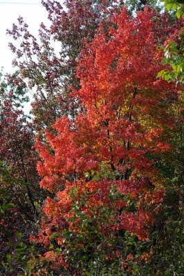 Autumns Trees 04